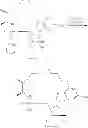 Fig. 2001 - Macrocyclic nucleoside phosphoramidate derivatives