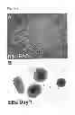 Fig. 02 - Differentiation of human embryonic and induced pluripotent stem cells