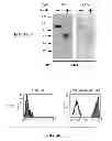 Fig. 05 - THERAPEUTIC AND DIAGNOSTIC METHODS AND COMPOSITIONS TARGETING 4IG-B7-H3 AND ITS COUNTERPART NK CELL RECEPTOR