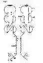 Fig. 02 - OLIGOMERIC RECEPTOR LIGAND PAIR MEMBER COMPLEXES