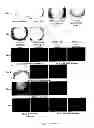 Fig. 09 - CYCLODEXTRIN-BASED MATERIALS, COMPOSITIONS AND USES RELATED THERETO