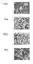 Fig. 02 - Low-substituted hydroxypropylcellulose powder