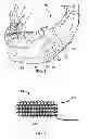 Fig. 05 - Dental patient models