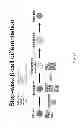 Fig. 02 - PDX1-expressing dorsal and ventral foregut endoderm