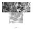 Fig. 07 - PDX1-expressing dorsal and ventral foregut endoderm