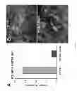 Fig. 09 - PDX1-expressing dorsal and ventral foregut endoderm
