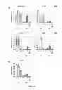 Fig. 29 - PDX1-expressing dorsal and ventral foregut endoderm