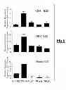 Fig. 07 - METHOD FOR DETERMINING CANCER PROGNOSIS