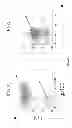 Fig. 12 - Expression of secreted and cell-surface polypeptides