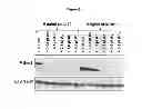 Fig. 07 - COVALENTLY LINKED INTERLEUKIN-10