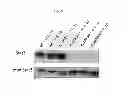 Fig. 08 - COVALENTLY LINKED INTERLEUKIN-10