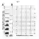Fig. 07 - Composition for dissolving thrombi, and a pharmaceutical composition for treating stenotic or occlusive vascular diseases which comprises the same