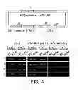 Fig. 04 - Selective reduction of the deleterious activity of extended tri-nucleotide repeat containing genes
