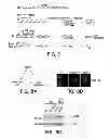 Fig. 08 - Selective reduction of the deleterious activity of extended tri-nucleotide repeat containing genes