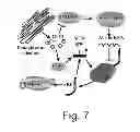 Fig. 10 - AGENTS, COMPOSITIONS AND METHODS FOR TREATING PATHOLOGIES IN WHICH REGULATING AN ACHE-ASSOCIATED BIOLOGICAL PATHWAY IS BENEFICIAL