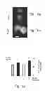Fig. 22 - AGENTS, COMPOSITIONS AND METHODS FOR TREATING PATHOLOGIES IN WHICH REGULATING AN ACHE-ASSOCIATED BIOLOGICAL PATHWAY IS BENEFICIAL