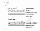 Fig. 19 - METHOD FOR EVALUATING AND MODIFYING THE STATE OF HYDRATION OF A SUBJECT