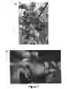Fig. 02 - Plum tree named 'LRP40/205'