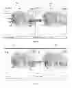 Fig. 07 - Methods and system for displaying segmented images