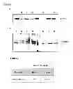 Fig. 02 - TREATMENT AND PROGNOSIS OF SOLID TUMOUR CANCERS