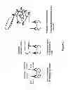Fig. 02 - Proximity Ligation Technology for Western Blot Applications