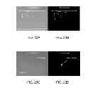 Fig. 40 - Optical method for detecting viable microorganisms in a cell sample