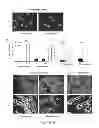 Fig. 07 - Genotoxicity as a biomarker for inflammation