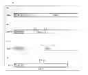 Fig. 02 - ENDOPLASMIC RETICULUM CALCIUM ATPASE KINETICS INDICATOR AND USE THEREOF