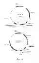 Fig. 02 - Promoters and terminators for use in eukaryotic cells