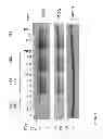 Fig. 02 - Composition Comprising Antibodies to LINGO or Fragments Thereof