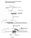 Fig. 02 - Methods for nucleic acid manipulation