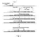 Fig. 02 - ENDONUCLASE-ASSISTED ISOTHERMAL AMPLIFICATION USING CONTAMINATION-FREE REAGENTS