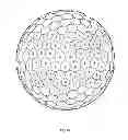 Fig. 33 - Golf ball