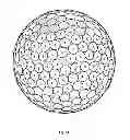Fig. 45 - Golf ball