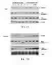 Fig. 09 - Agents and methods related to screening for resistance to DR5 and reducing resistance to DR5 agonists