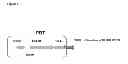 Fig. 19 - Modified Protein Body Tags and Production Methods Thereof