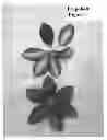 Fig. 02 - Botanical Classification Clematis Plant Named 'Evipo040'