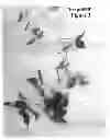 Fig. 04 - Botanical Classification Clematis Plant Named 'Evipo040'