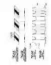 Fig. 07 - Image forming apparatus for forming, detecting, and correcting sandwiched toner pattern