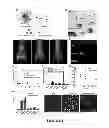 Fig. 44 - Multicolored pH-activatable fluorescence nanoplatform