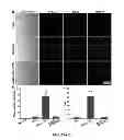 Fig. 45 - Multicolored pH-activatable fluorescence nanoplatform