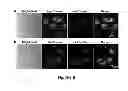 Fig. 46 - Multicolored pH-activatable fluorescence nanoplatform
