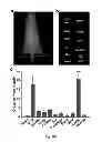 Fig. 55 - Multicolored pH-activatable fluorescence nanoplatform