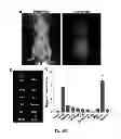 Fig. 56 - Multicolored pH-activatable fluorescence nanoplatform