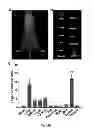 Fig. 61 - Multicolored pH-activatable fluorescence nanoplatform