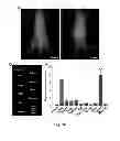 Fig. 62 - Multicolored pH-activatable fluorescence nanoplatform