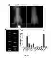 Fig. 63 - Multicolored pH-activatable fluorescence nanoplatform