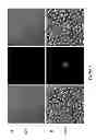 Fig. 65 - Multicolored pH-activatable fluorescence nanoplatform