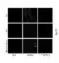 Fig. 74 - Multicolored pH-activatable fluorescence nanoplatform