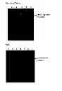 Fig. 02 - Mutants of L-asparaginase